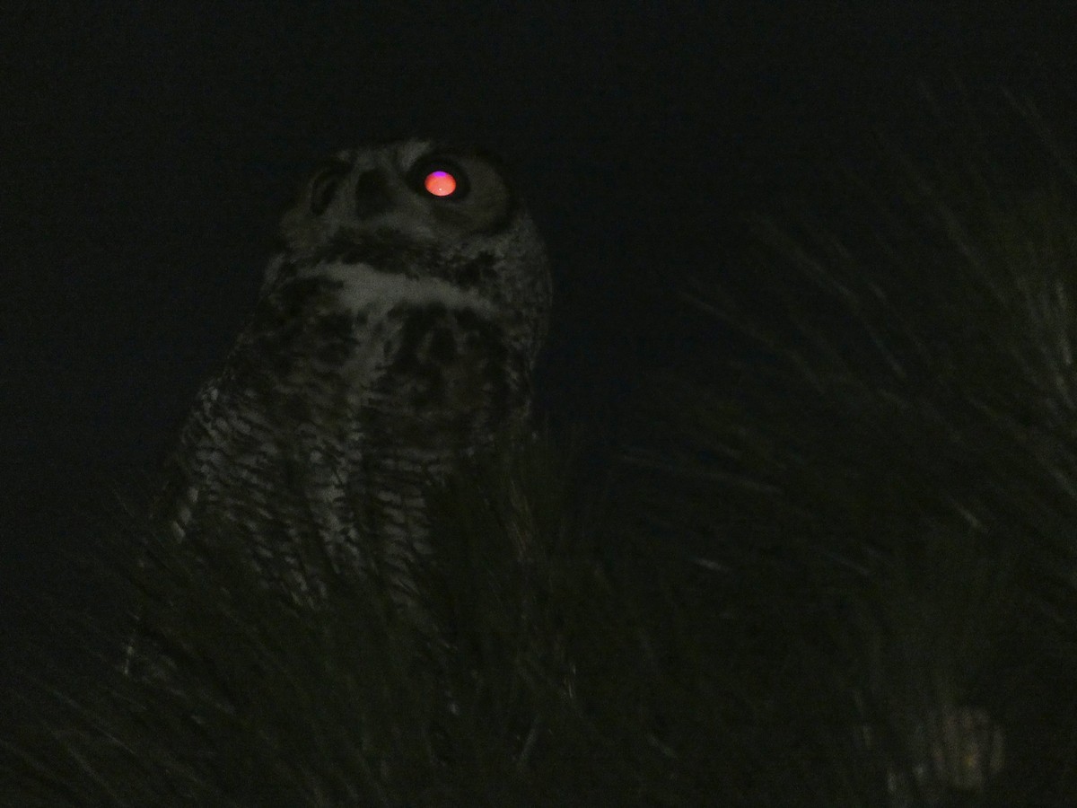 Great Horned Owl - ML618449508