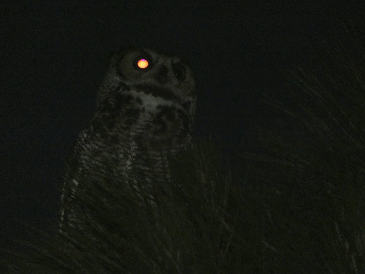 Great Horned Owl - ML618449509