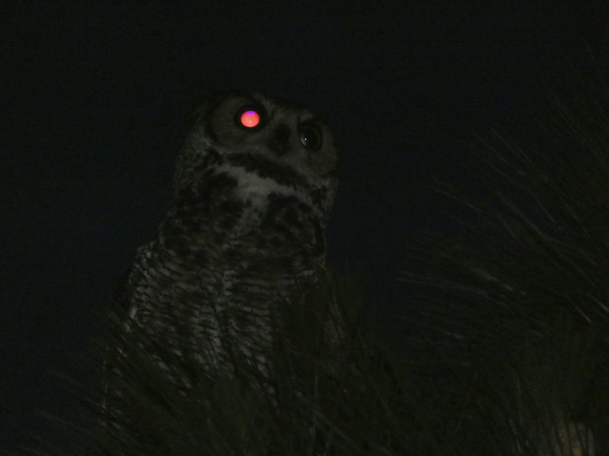 Great Horned Owl - ML618449510