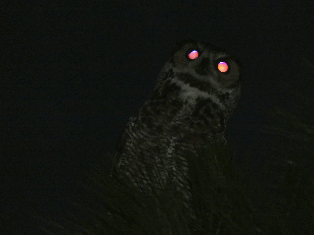 Great Horned Owl - ML618449511