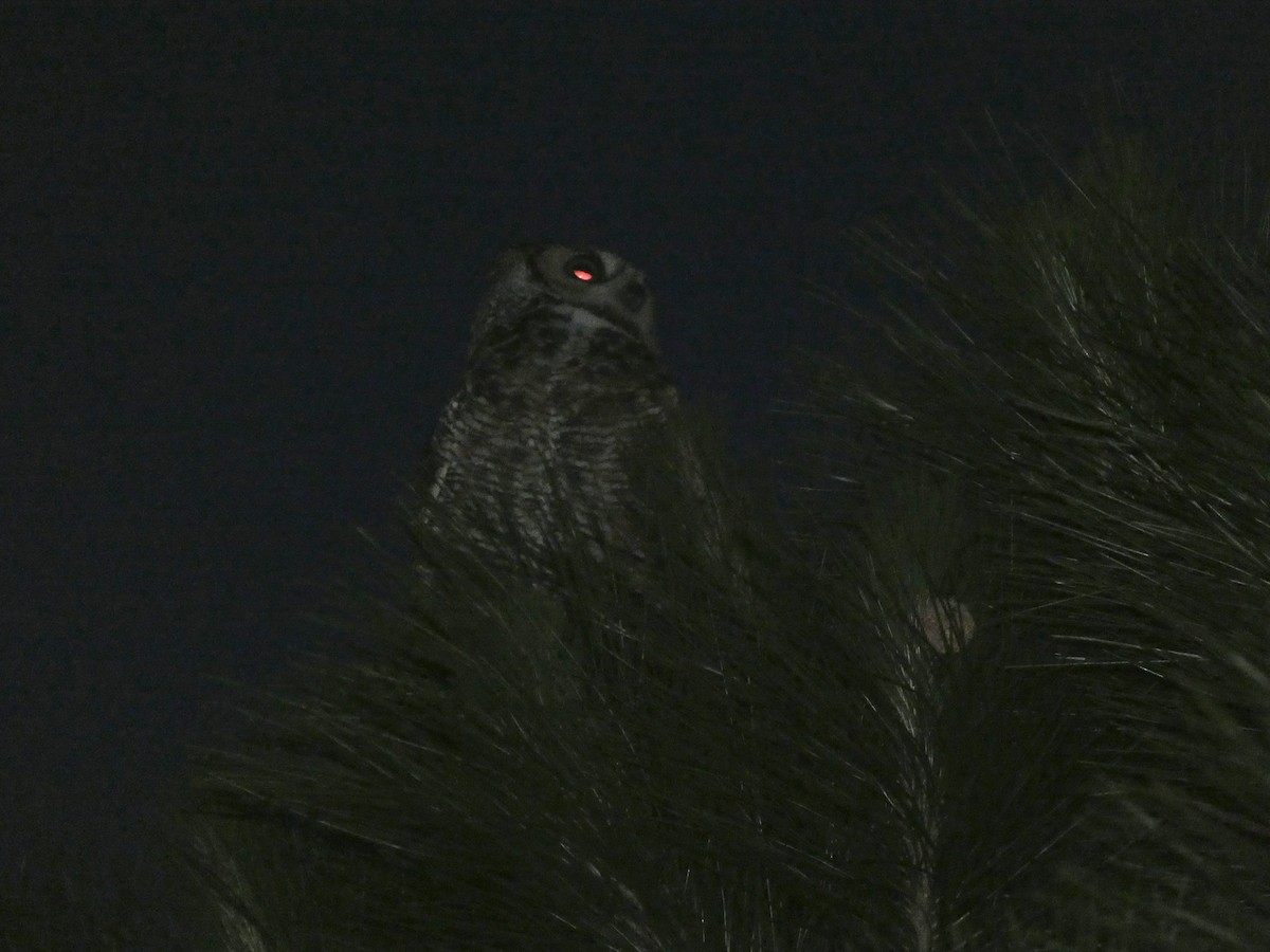 Great Horned Owl - ML618449513