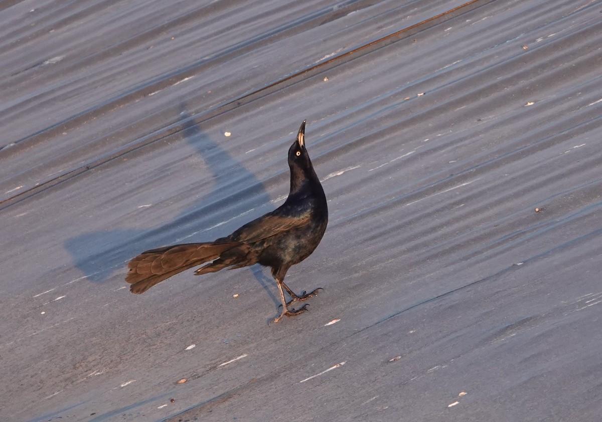 Great-tailed Grackle - ML618449532