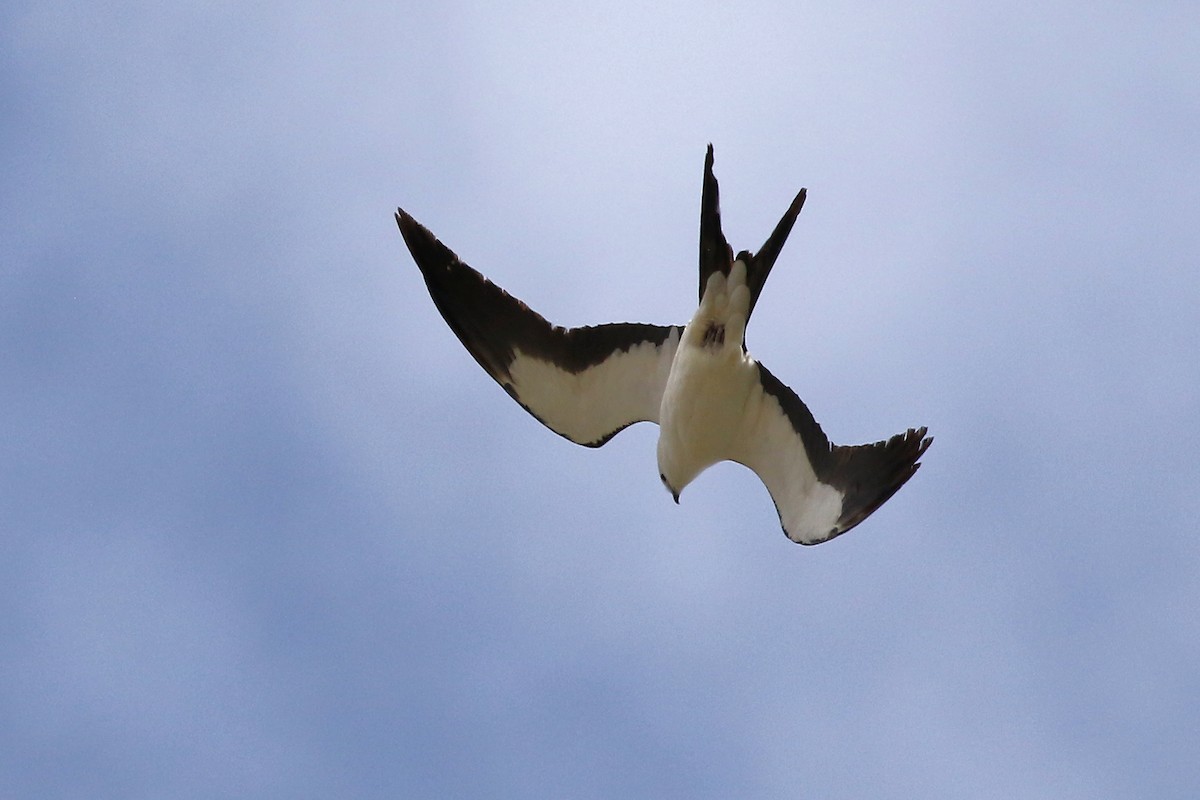 Swallow-tailed Kite - ML618449538