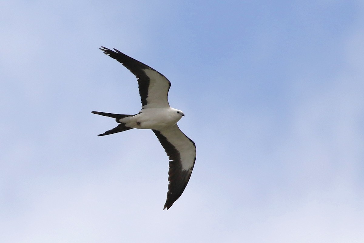 Swallow-tailed Kite - ML618449540
