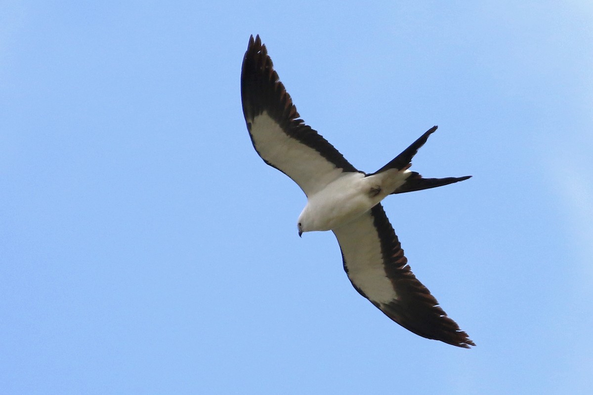 Swallow-tailed Kite - Jeffrey Offermann