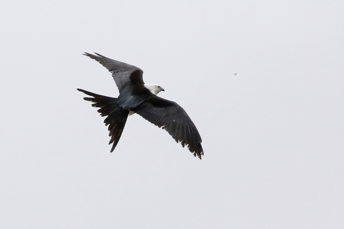 Swallow-tailed Kite - ML618449542