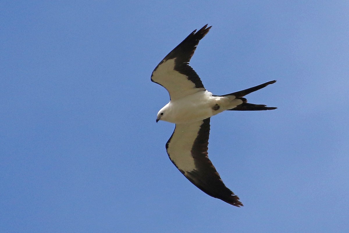Swallow-tailed Kite - ML618449545