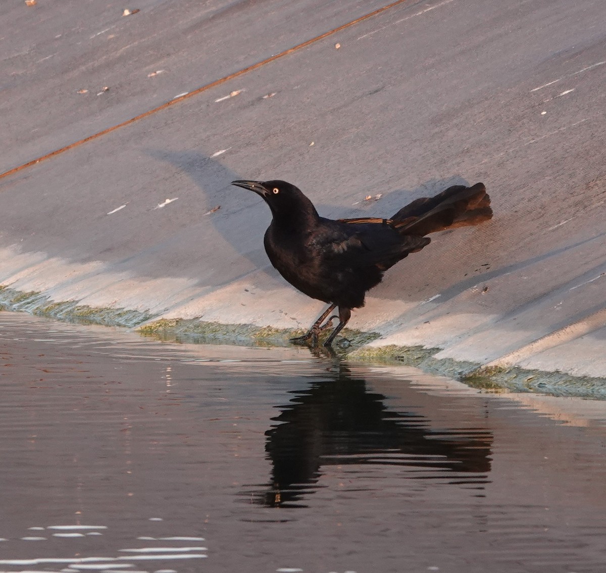 Great-tailed Grackle - ML618449547