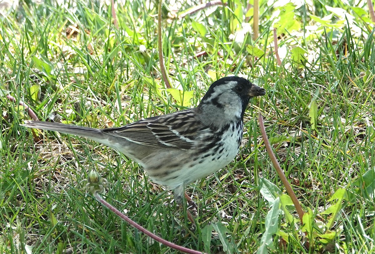 Harris's Sparrow - ML618449569