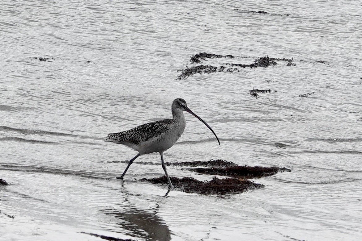 Long-billed Curlew - ML618449572