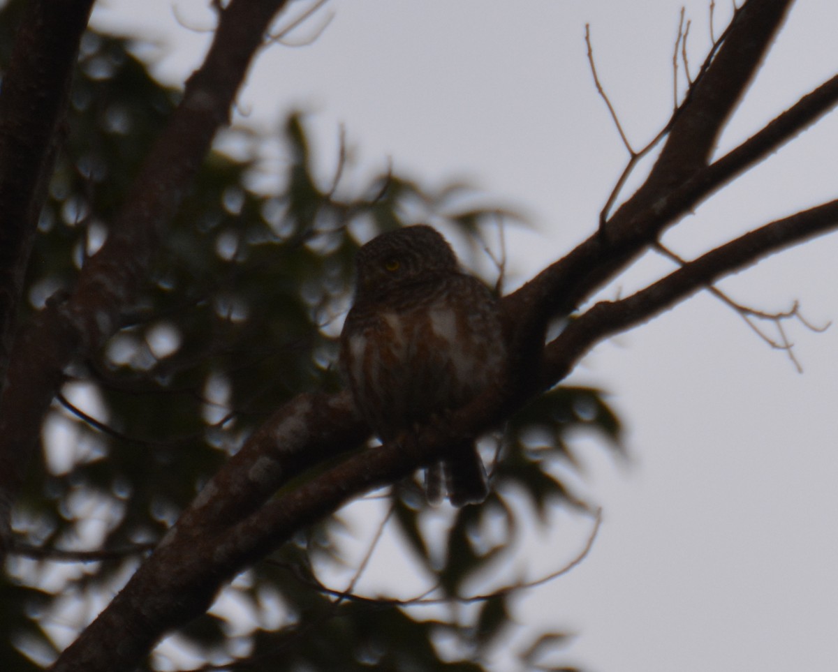 Collared Owlet - ML618449580