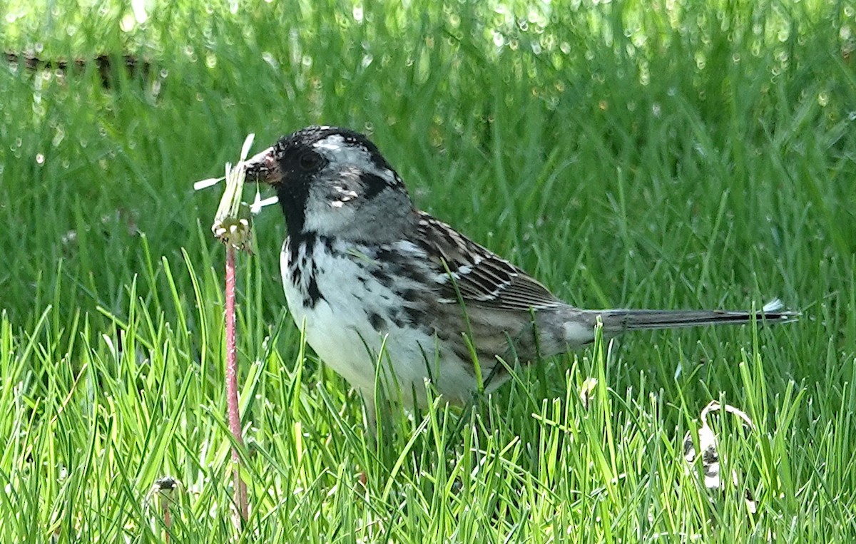 Harris's Sparrow - ML618449604