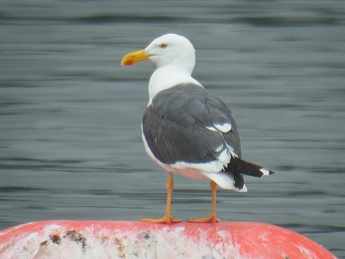 Yellow-footed Gull - ML618449696