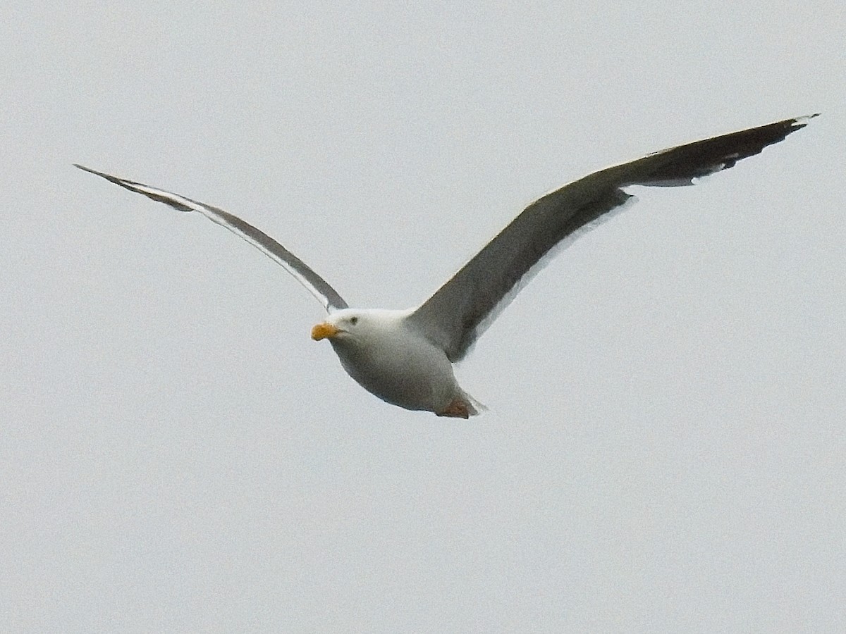 Yellow-footed Gull - ML618449713