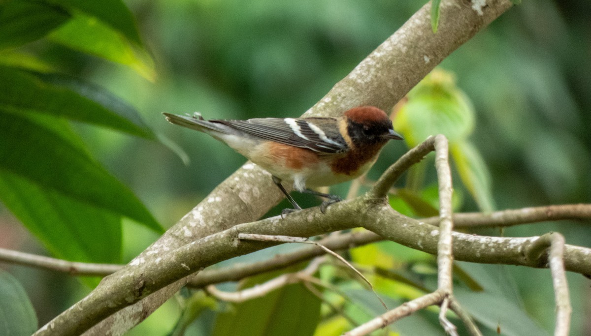 Bay-breasted Warbler - ML618449740