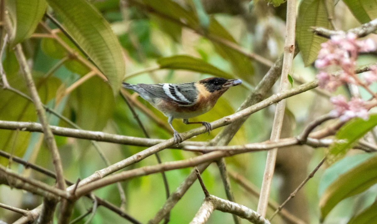 Bay-breasted Warbler - ML618449742