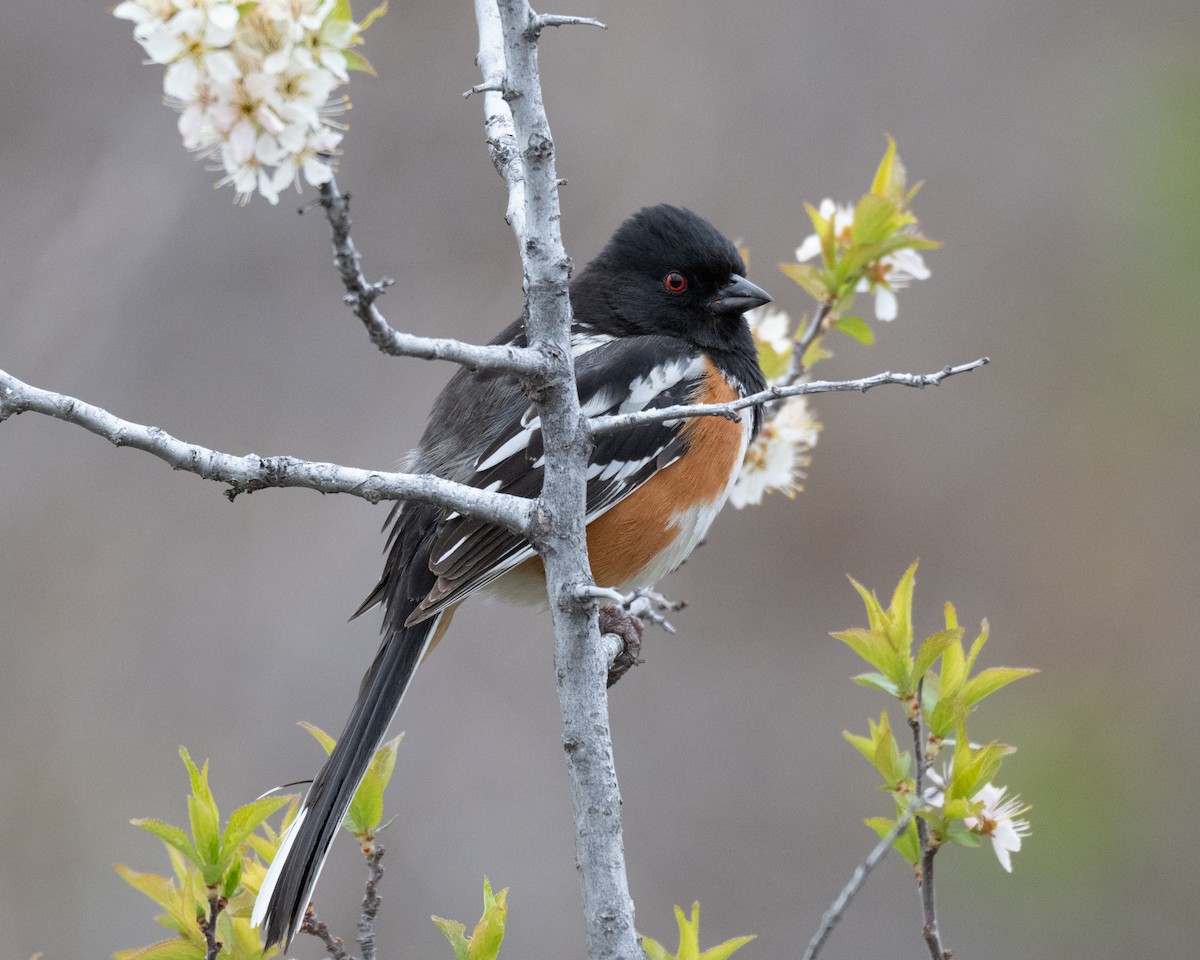 Spotted Towhee - ML618449828
