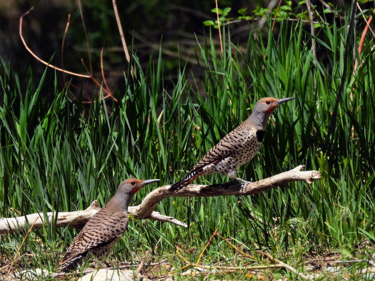 Northern Flicker (Red-shafted) - ML618449869