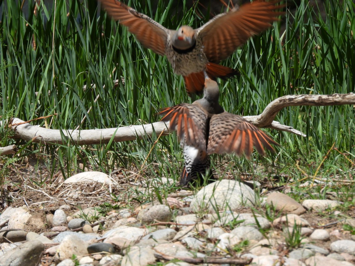 Northern Flicker (Red-shafted) - ML618449881
