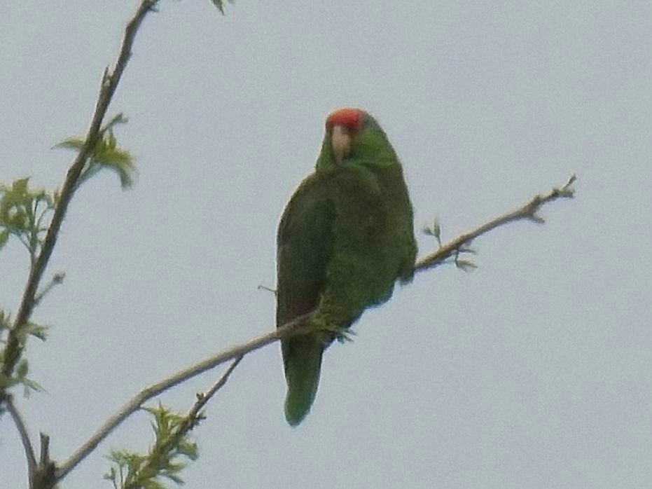 Red-crowned Parrot - ML618449891