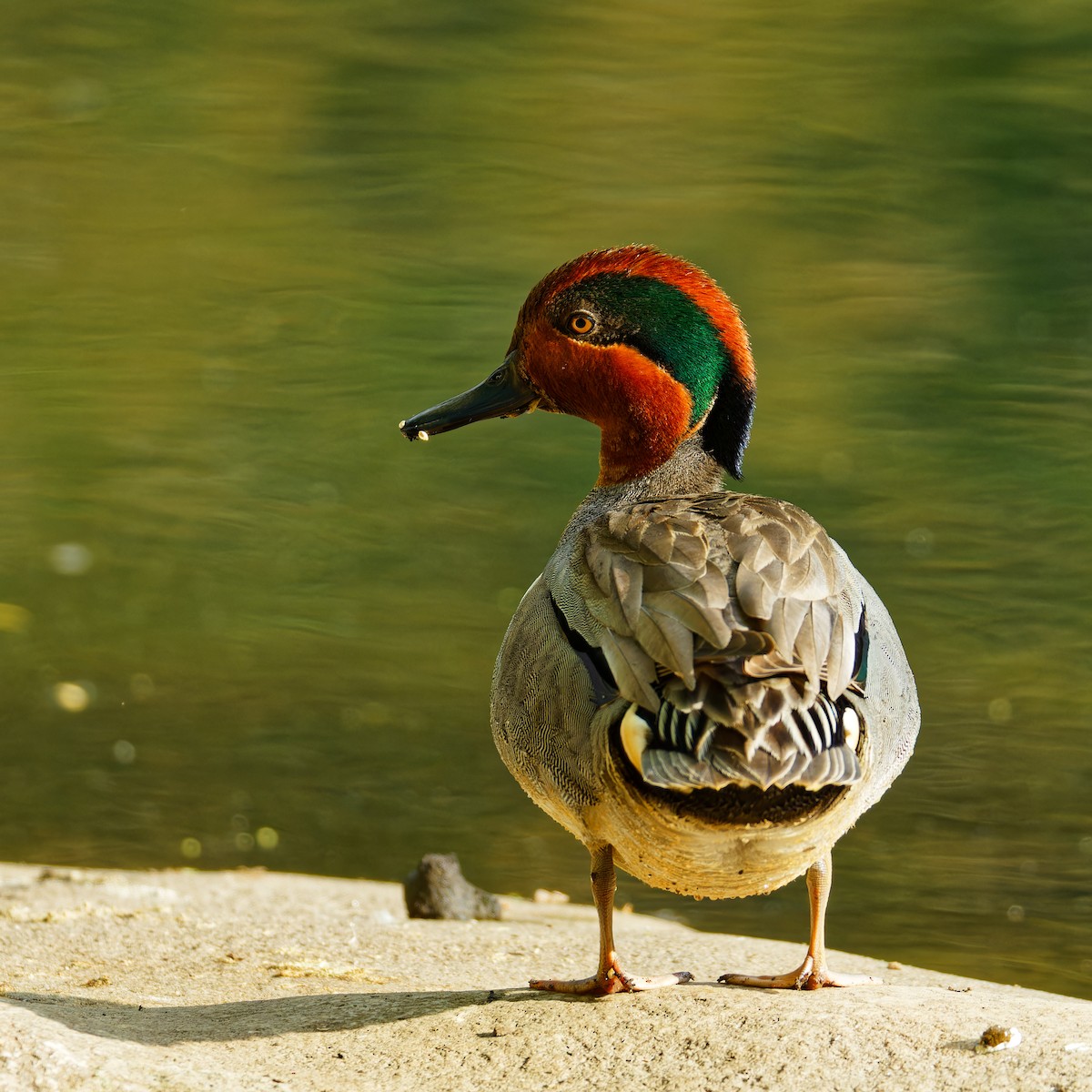 Green-winged Teal - ML618449893