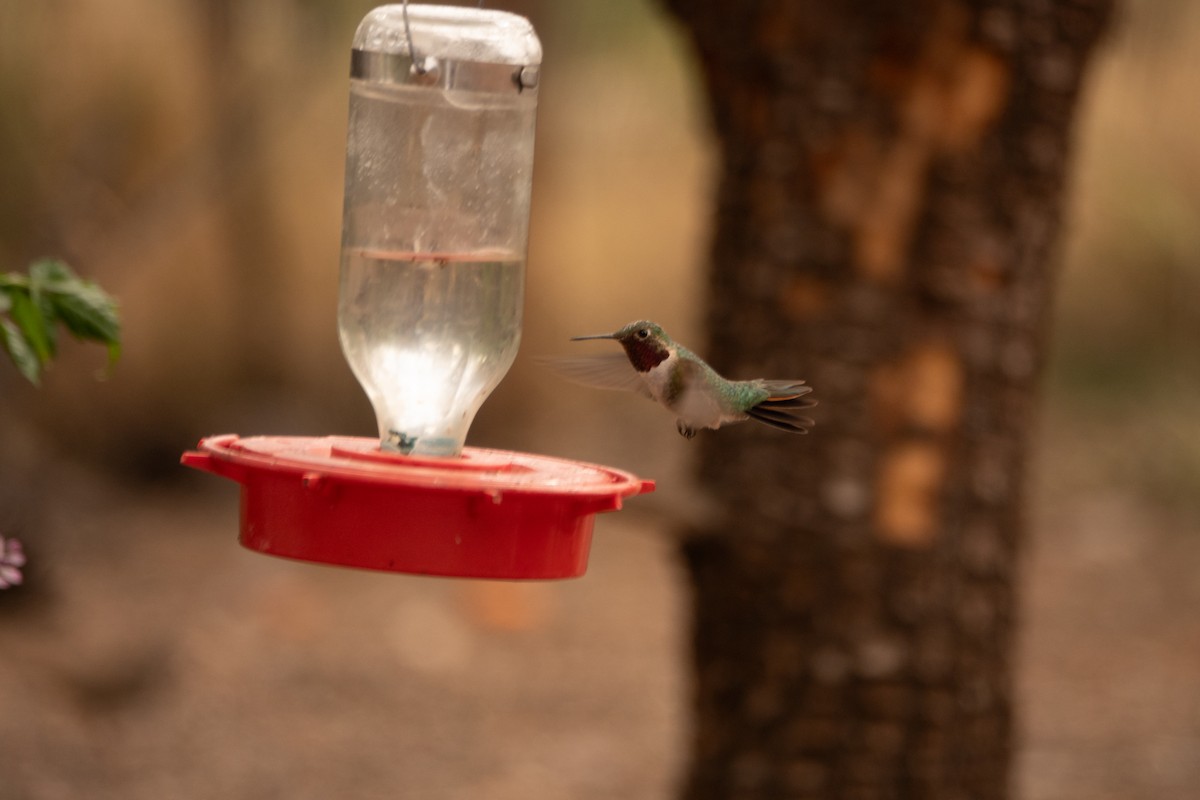 Broad-tailed Hummingbird - ML618449969