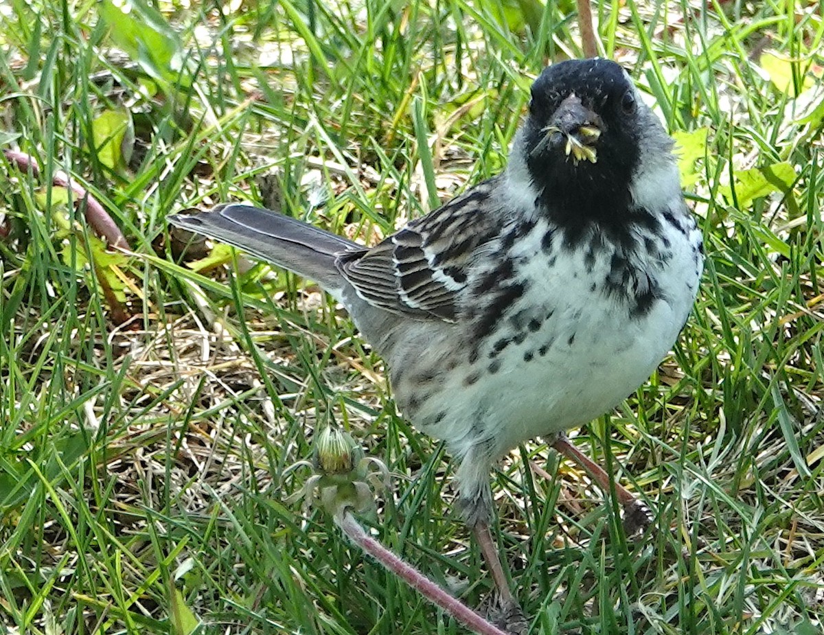 Harris's Sparrow - ML618449983