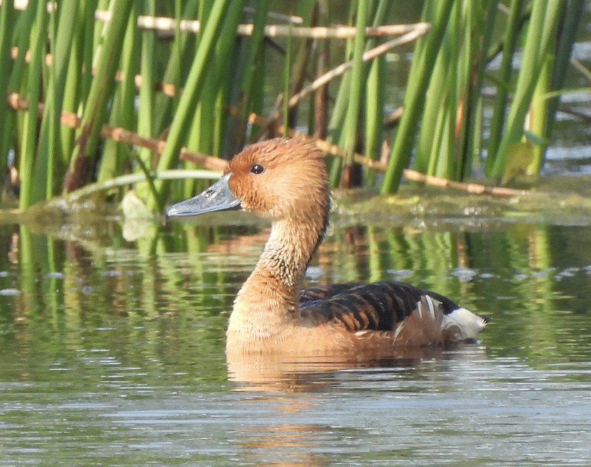Fulvous Whistling-Duck - Rika Payne