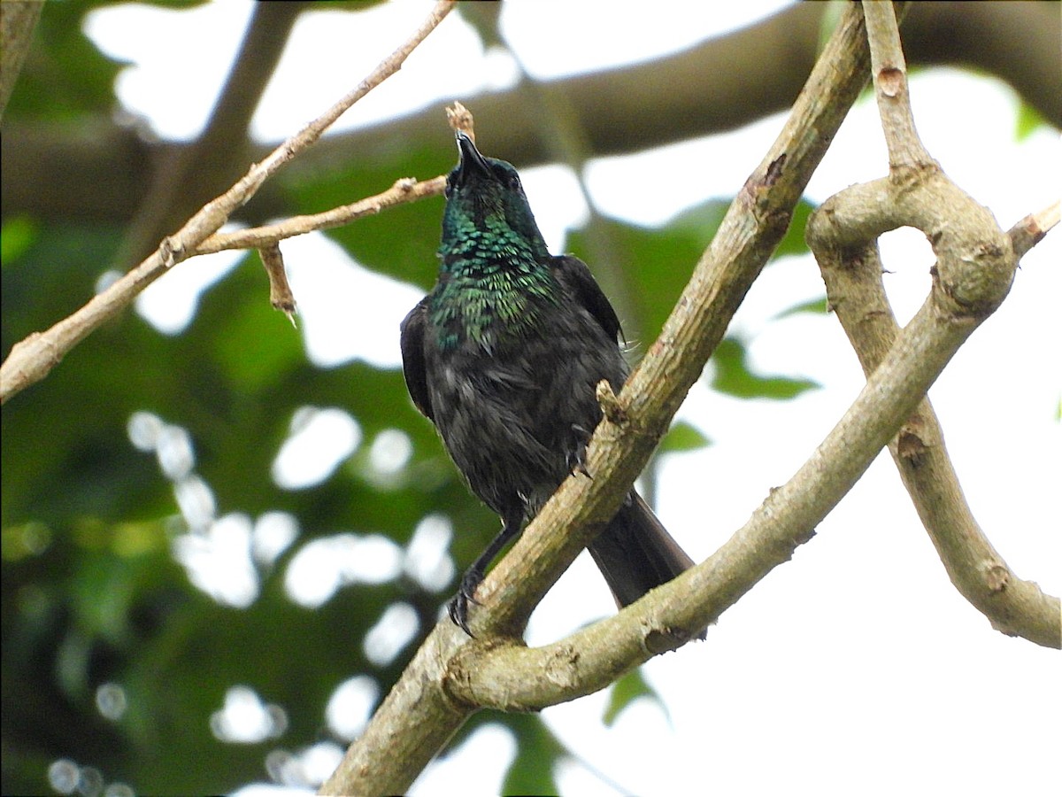 Green-headed Sunbird - ML618450113