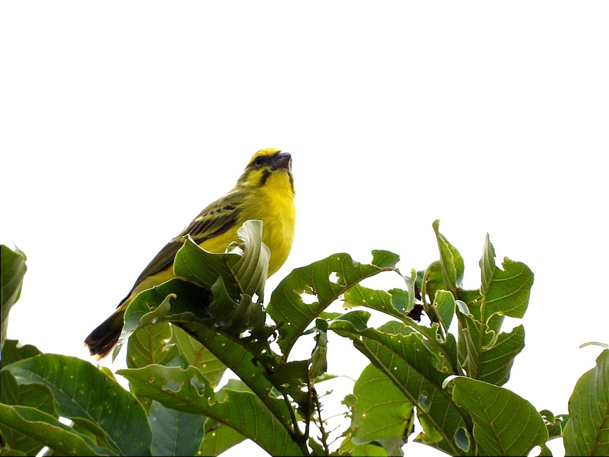 Yellow-fronted Canary - ML618450134