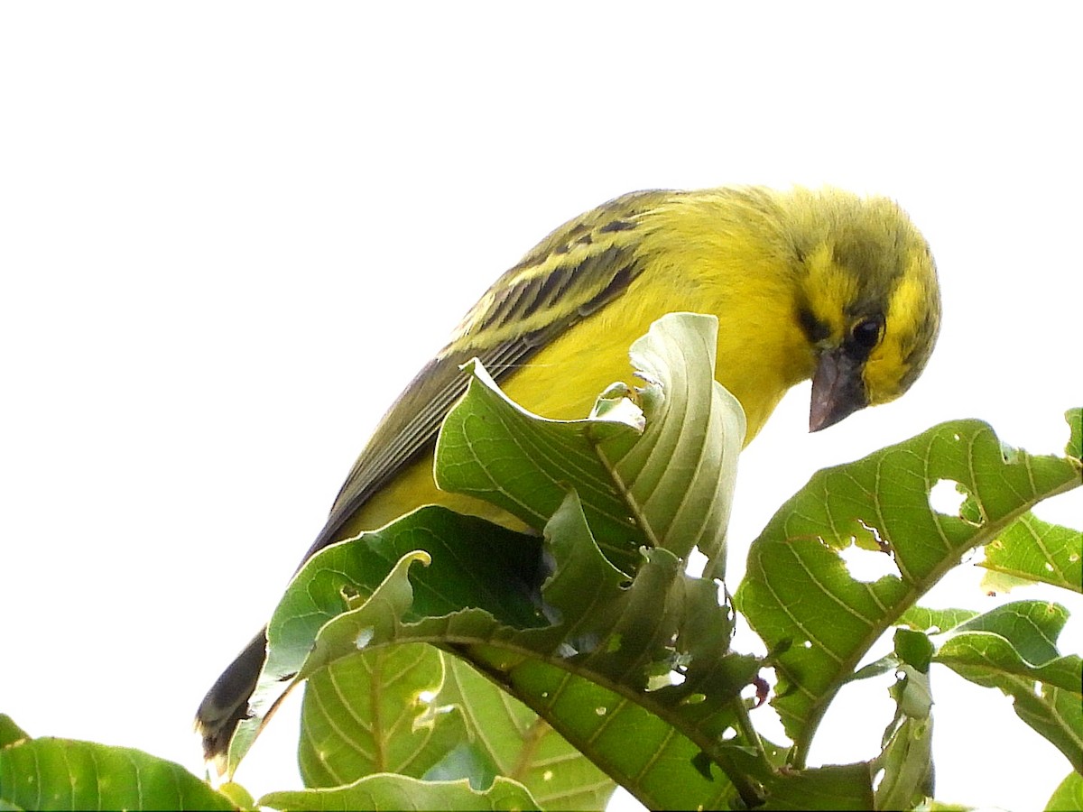 Yellow-fronted Canary - ML618450135