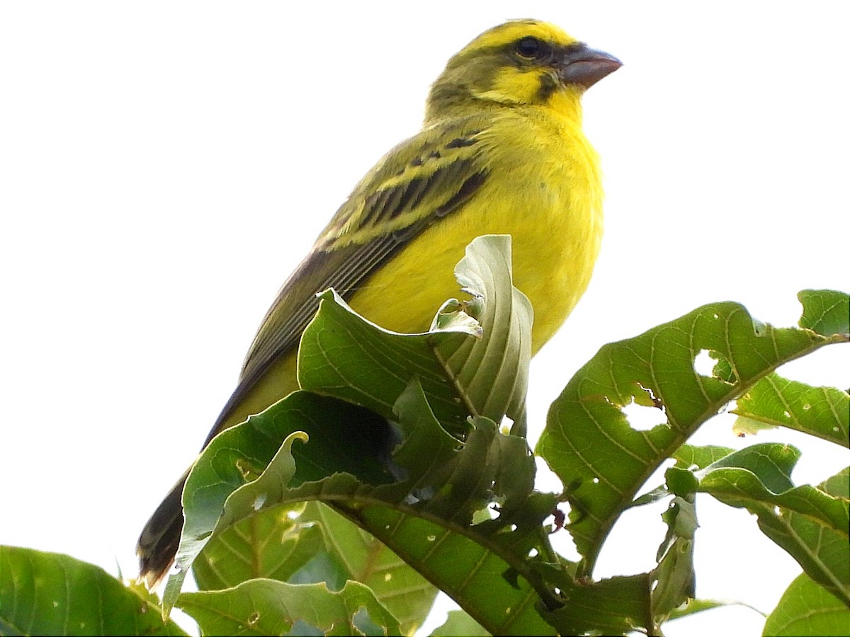 Yellow-fronted Canary - ML618450136