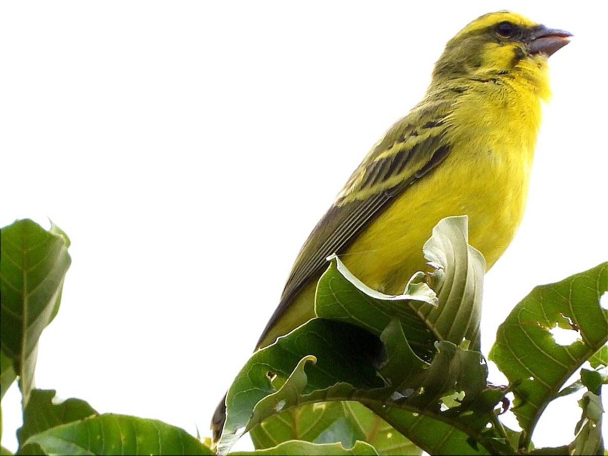 Yellow-fronted Canary - ML618450137