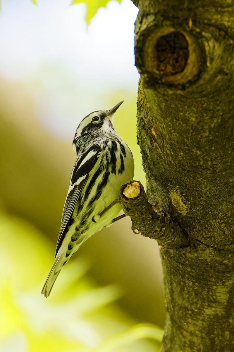 Black-and-white Warbler - ML618450138
