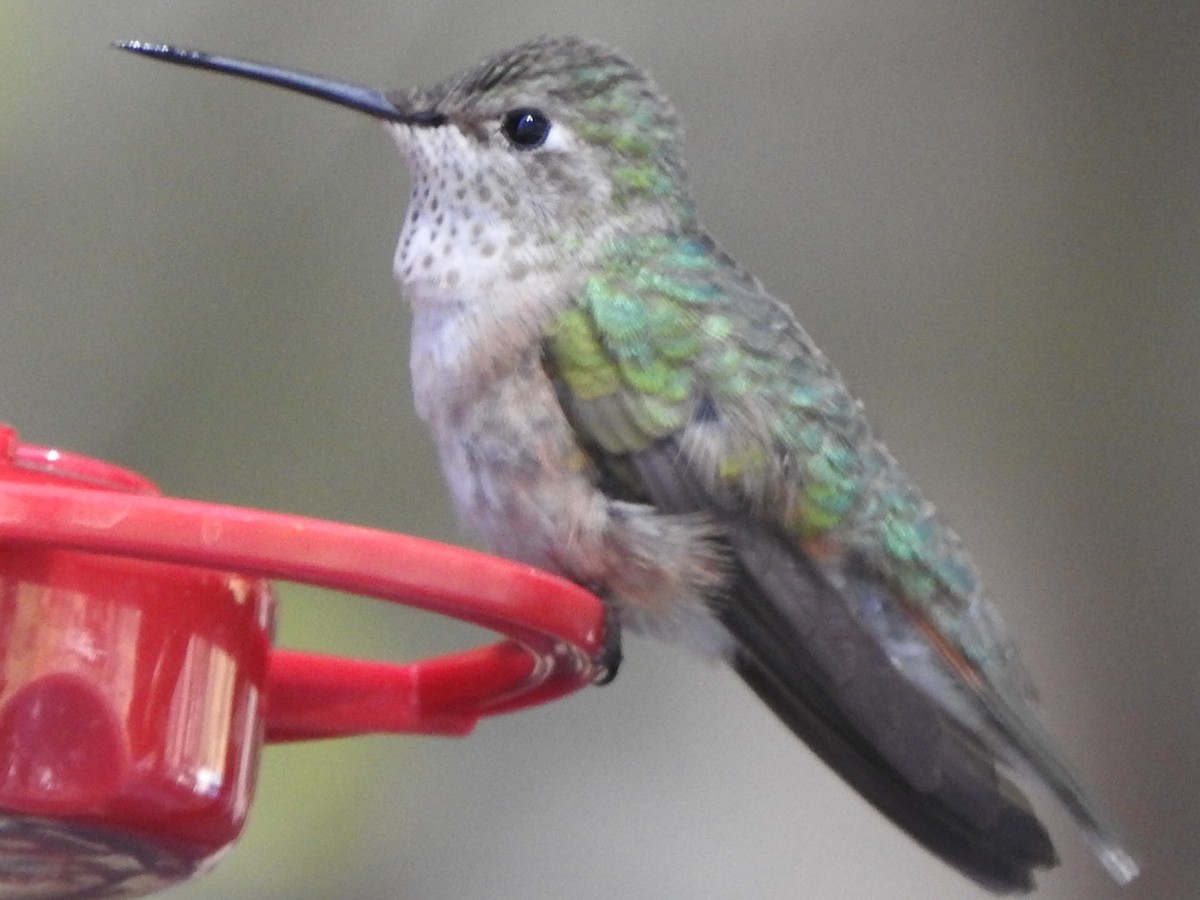 Calliope Hummingbird - ML618450196
