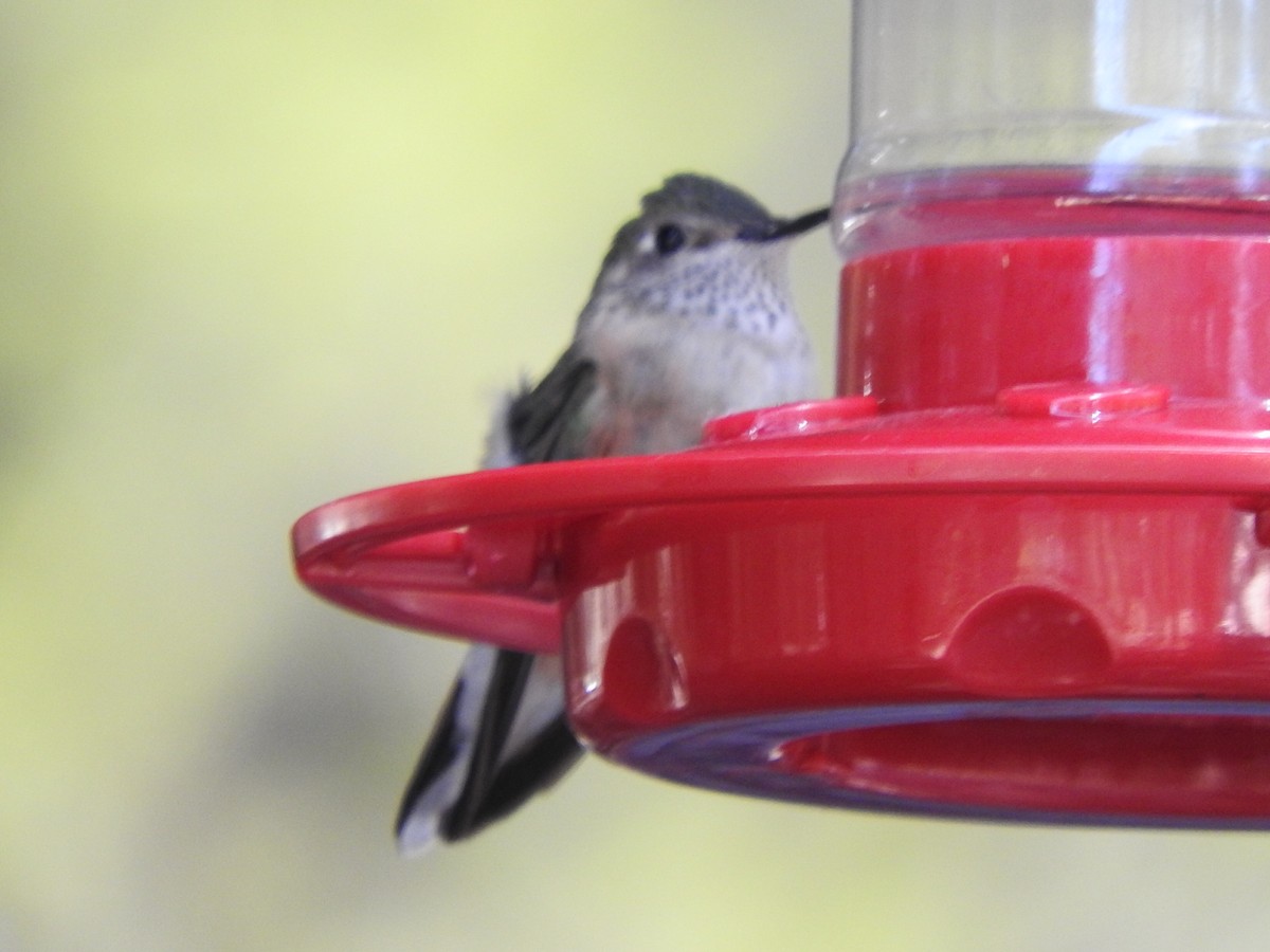 Calliope Hummingbird - ML618450198