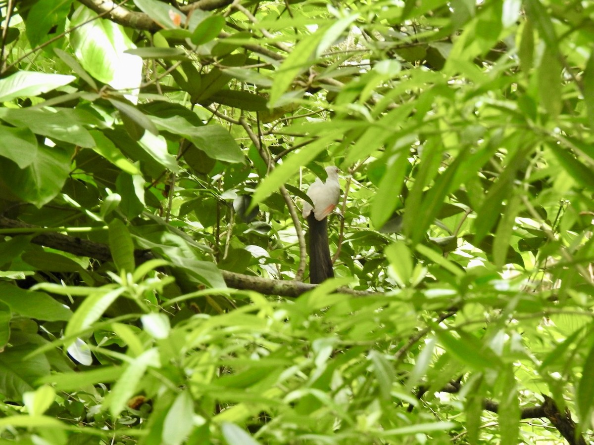 Hispaniolan Lizard-Cuckoo - ML618450211