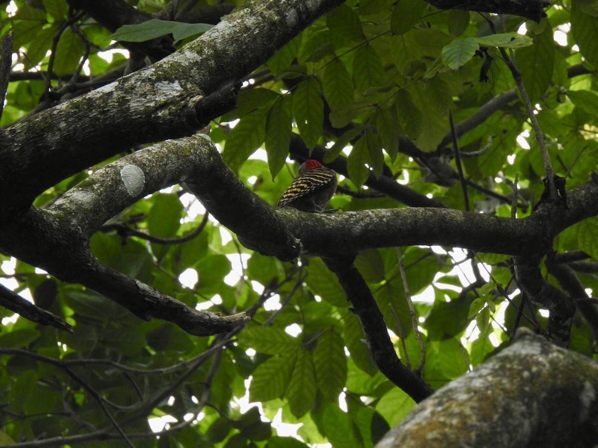 Hispaniolan Woodpecker - ML618450260