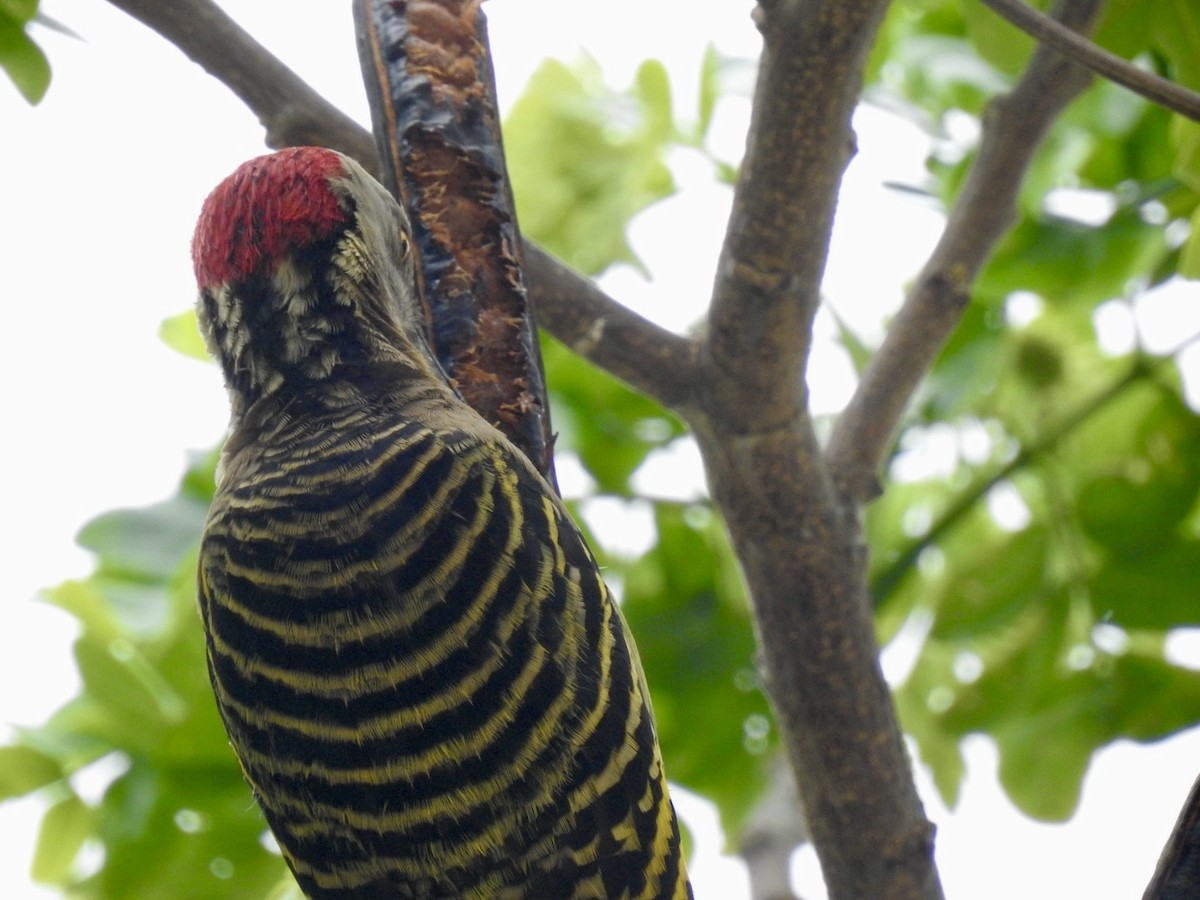 Hispaniolan Woodpecker - ML618450261