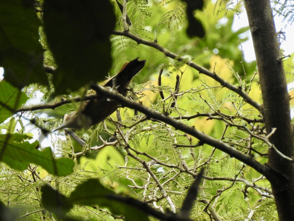 Hispaniolan Woodpecker - ML618450262