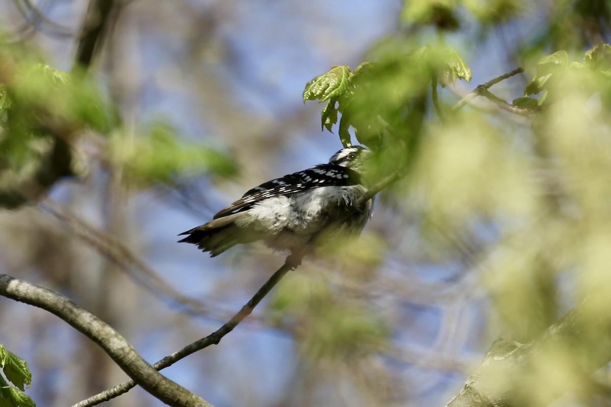 Downy Woodpecker - Pranav Kumar