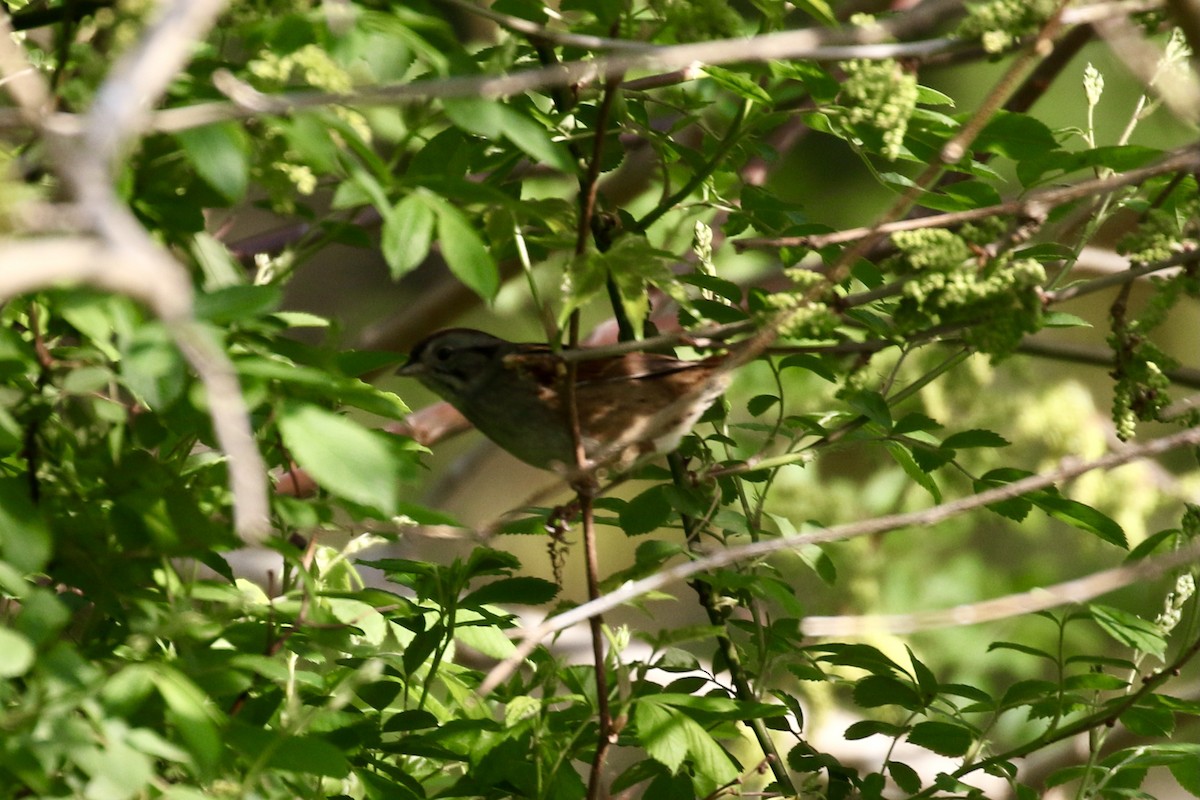 Swamp Sparrow - ML618450303