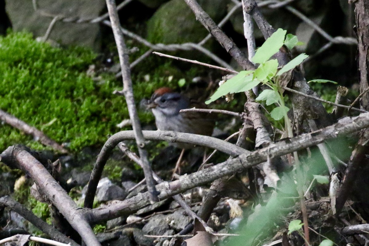 Swamp Sparrow - ML618450306