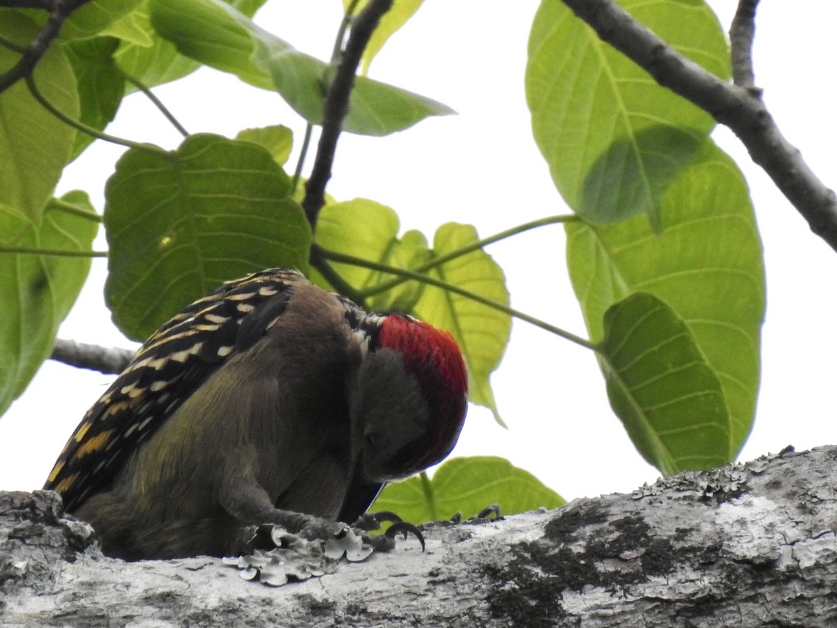 Hispaniolan Woodpecker - ML618450336