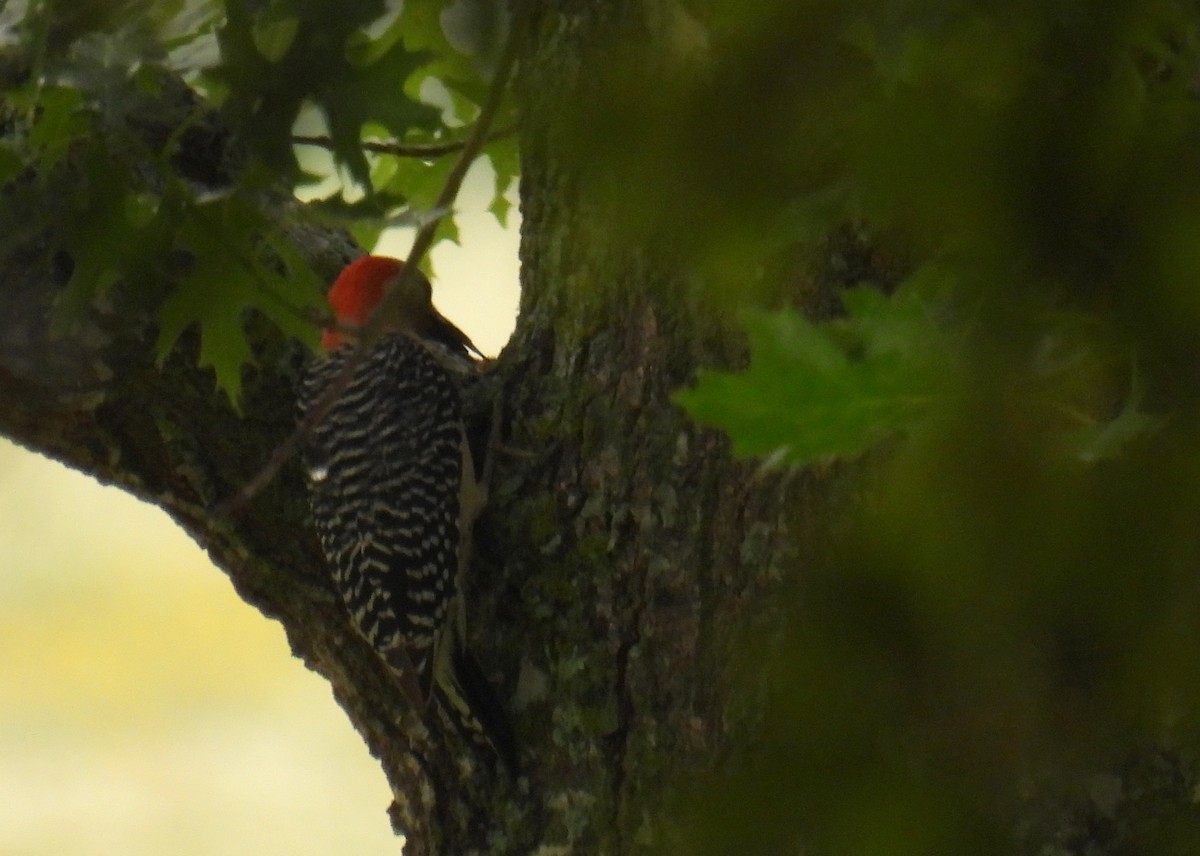 Red-bellied Woodpecker - ML618450341