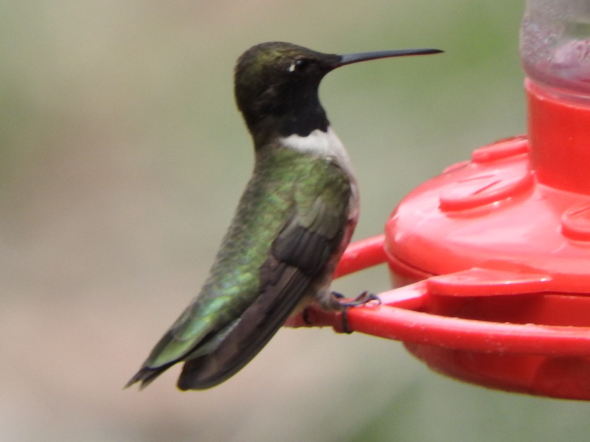 Black-chinned Hummingbird - ML618450344