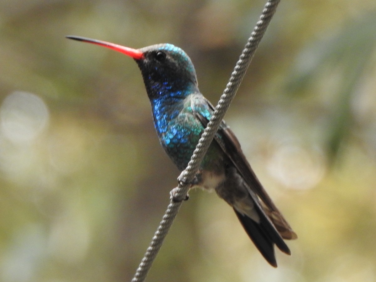 Broad-billed Hummingbird - Nancy Trimmer