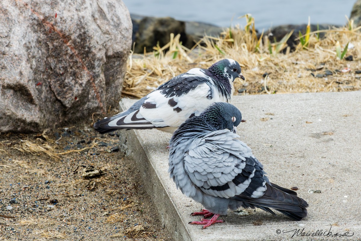 Rock Pigeon (Feral Pigeon) - ML618450358