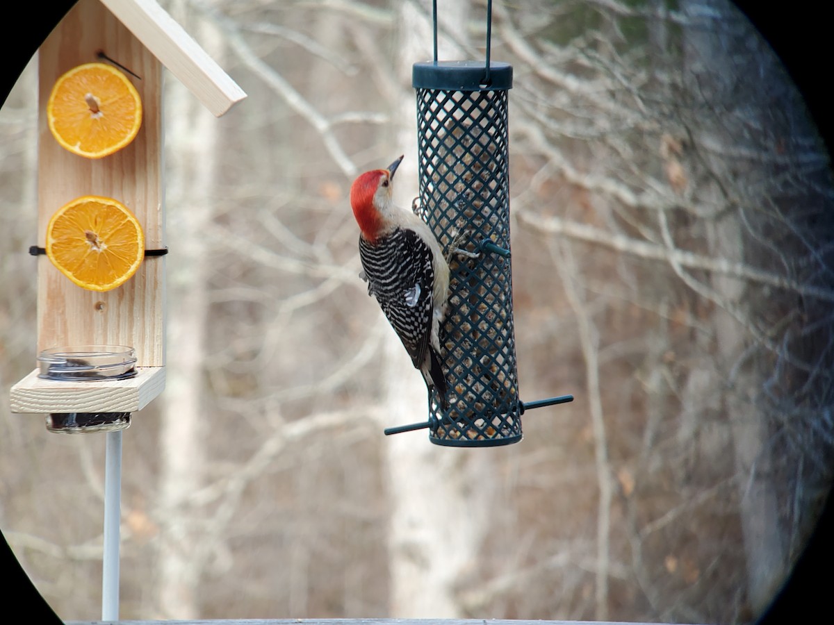 Red-bellied Woodpecker - ML618450366