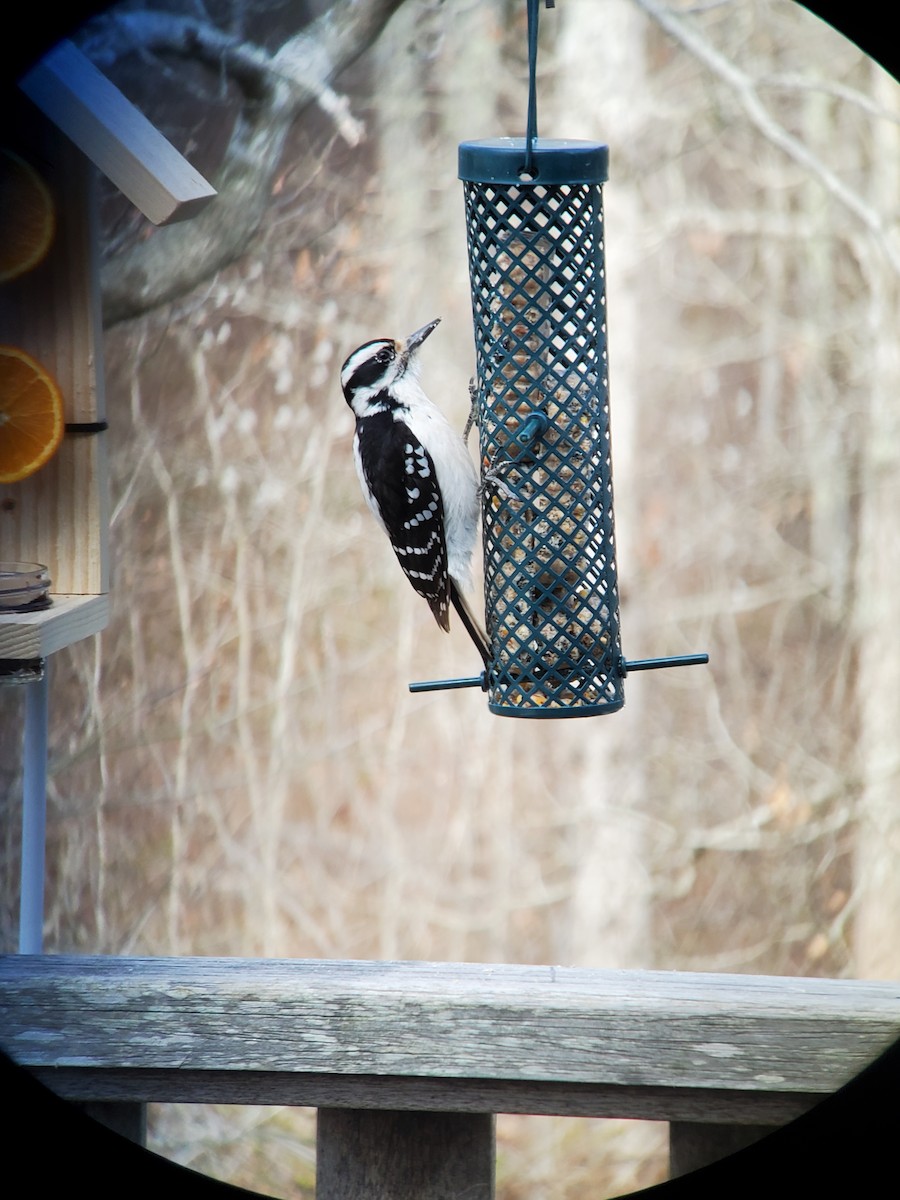 Hairy Woodpecker (Eastern) - ML618450408